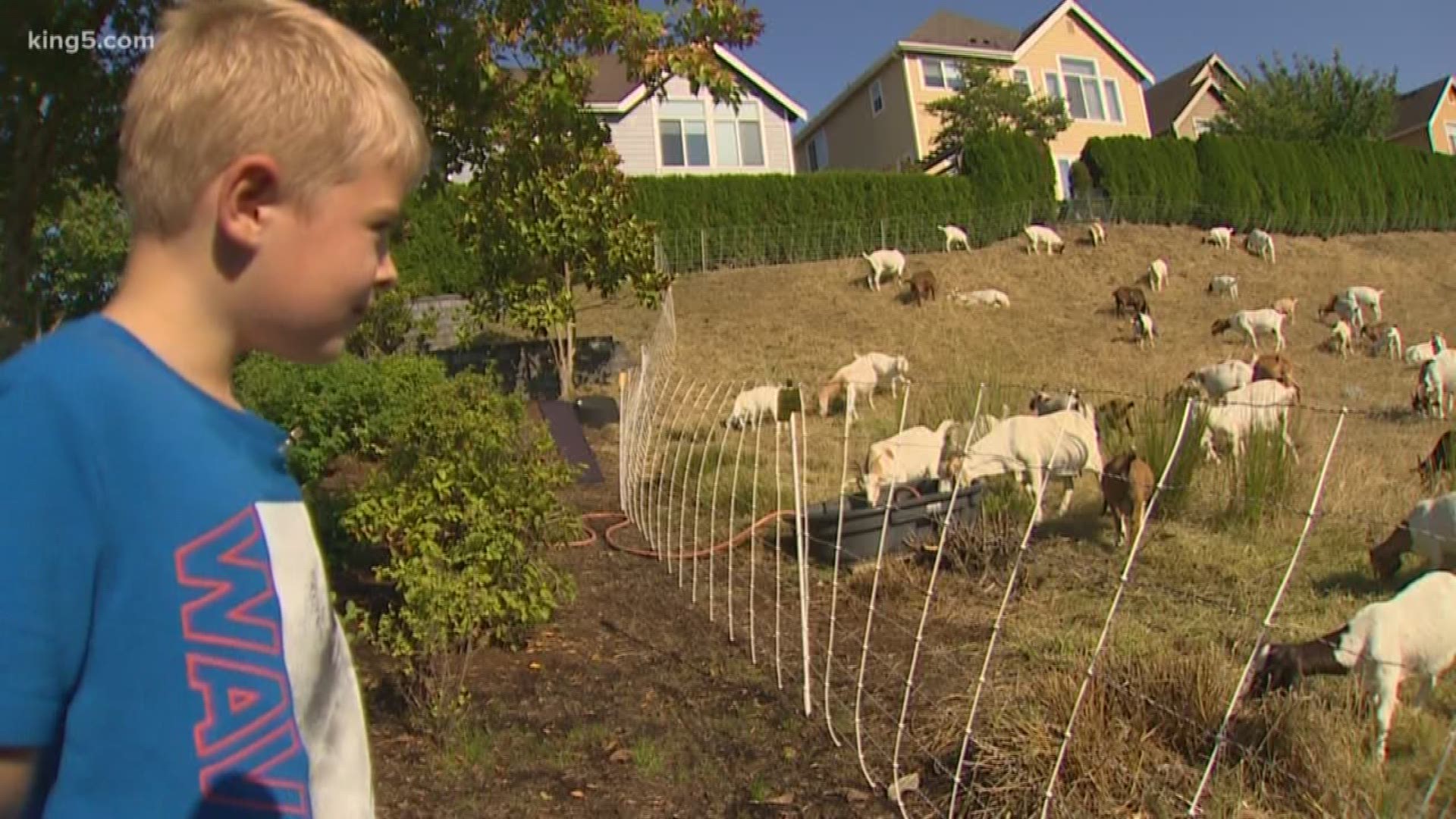 Hundreds of grazing goats escaped their enclosure and ate their way through an Issaquah neighborhood.  Neighbors smiled through the whole situation and helped safely get the goats back into their enclosure.