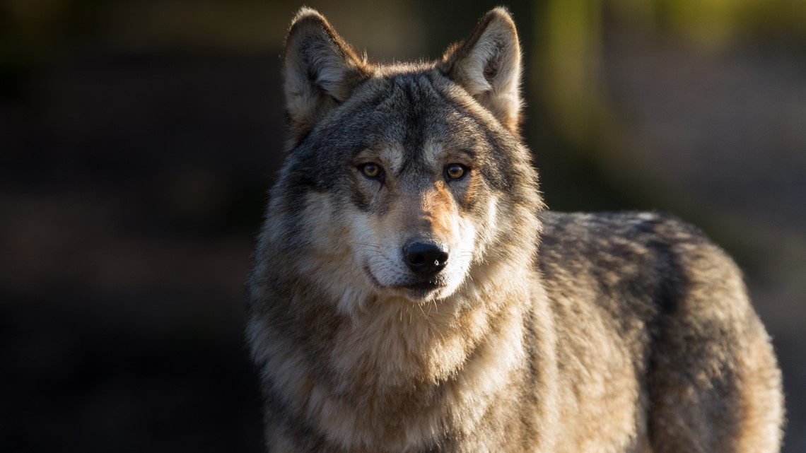 WDFW Responds To Inslee's Kettle Range Wolf Management Request 