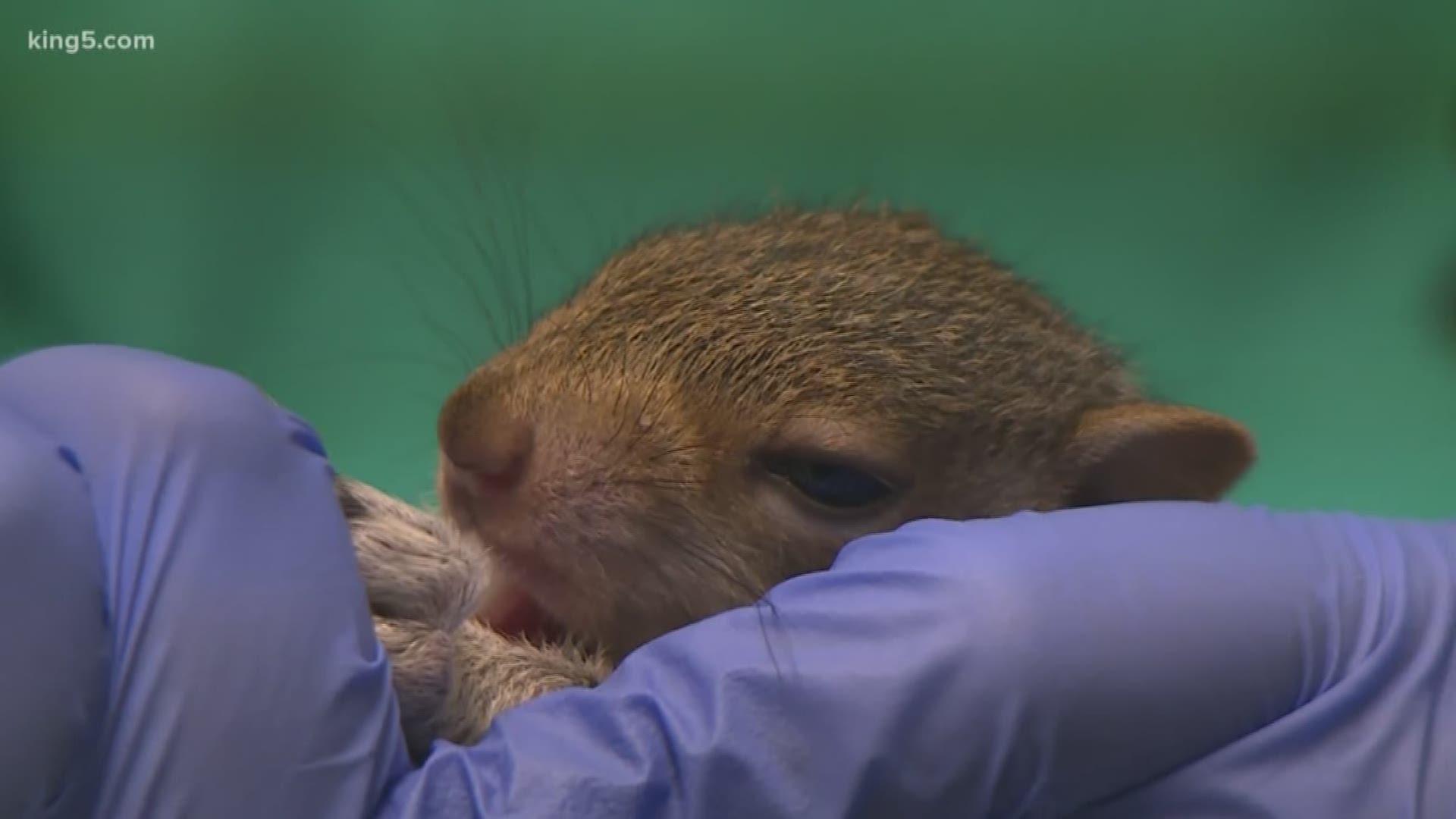 If you happen to run into an injured wild animal, one wildlife rehab center is urging you to call the professionals first. KING 5's Vanessa Misciagna explains.
