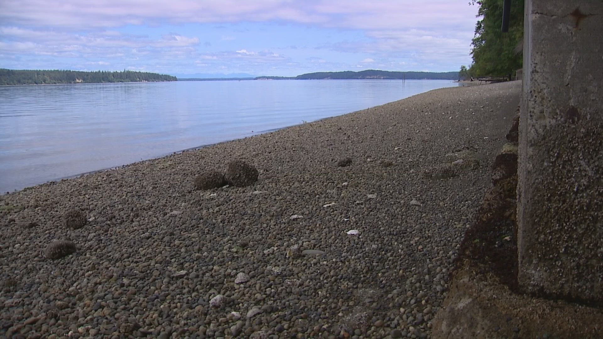 Taylor Shellfish Farms hopes to raise geoduck on the 3.6-acre stretch of tidelands.