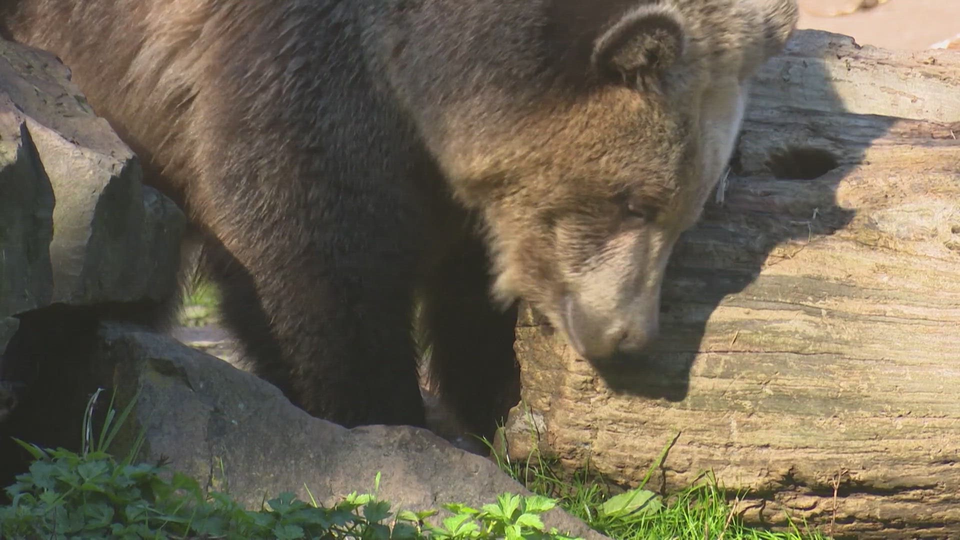 There are three potential plans that Washington could take regarding the future of grizzly bears in the state. However, B.C. leaders are moving forward with plans.