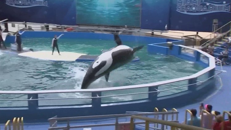 Activists push for aging orca Lolita to return home as Miami Seaquarium shows end