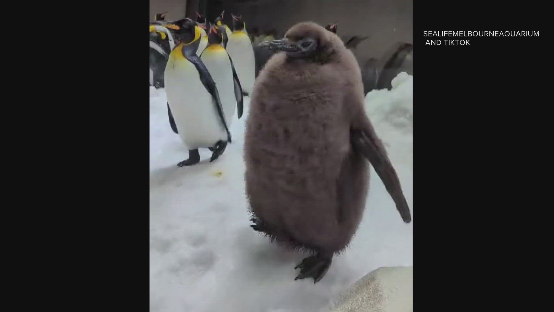 Massive Pesto the penguin is 49 pounds at just 9 months old. He is the heaviest penguin chick ever recorded at he Melbourne Aquarium in Australia