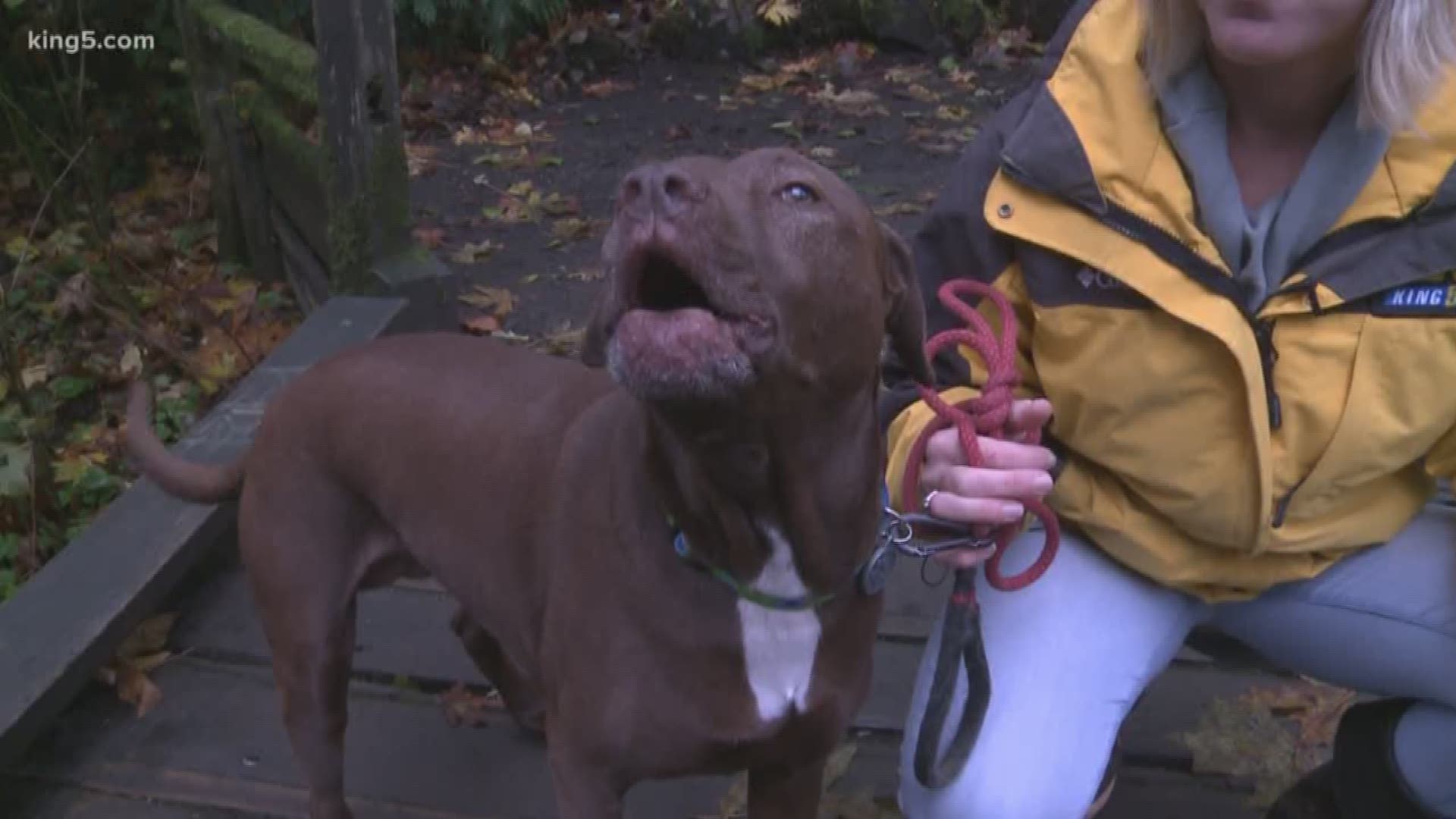 What Causes Salmon Poisoning In Dogs