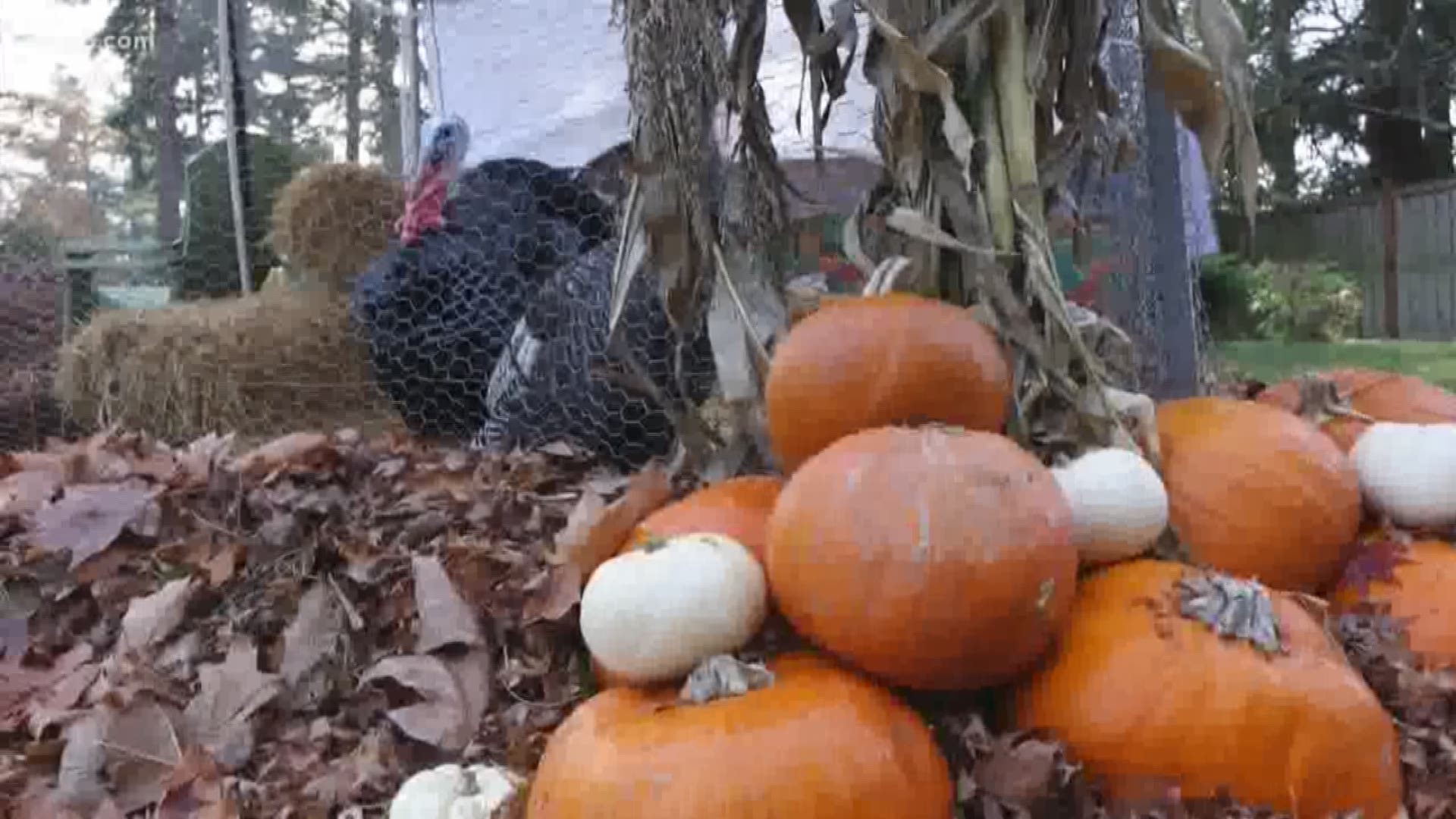 Community members have decided to pardon the turkeys.