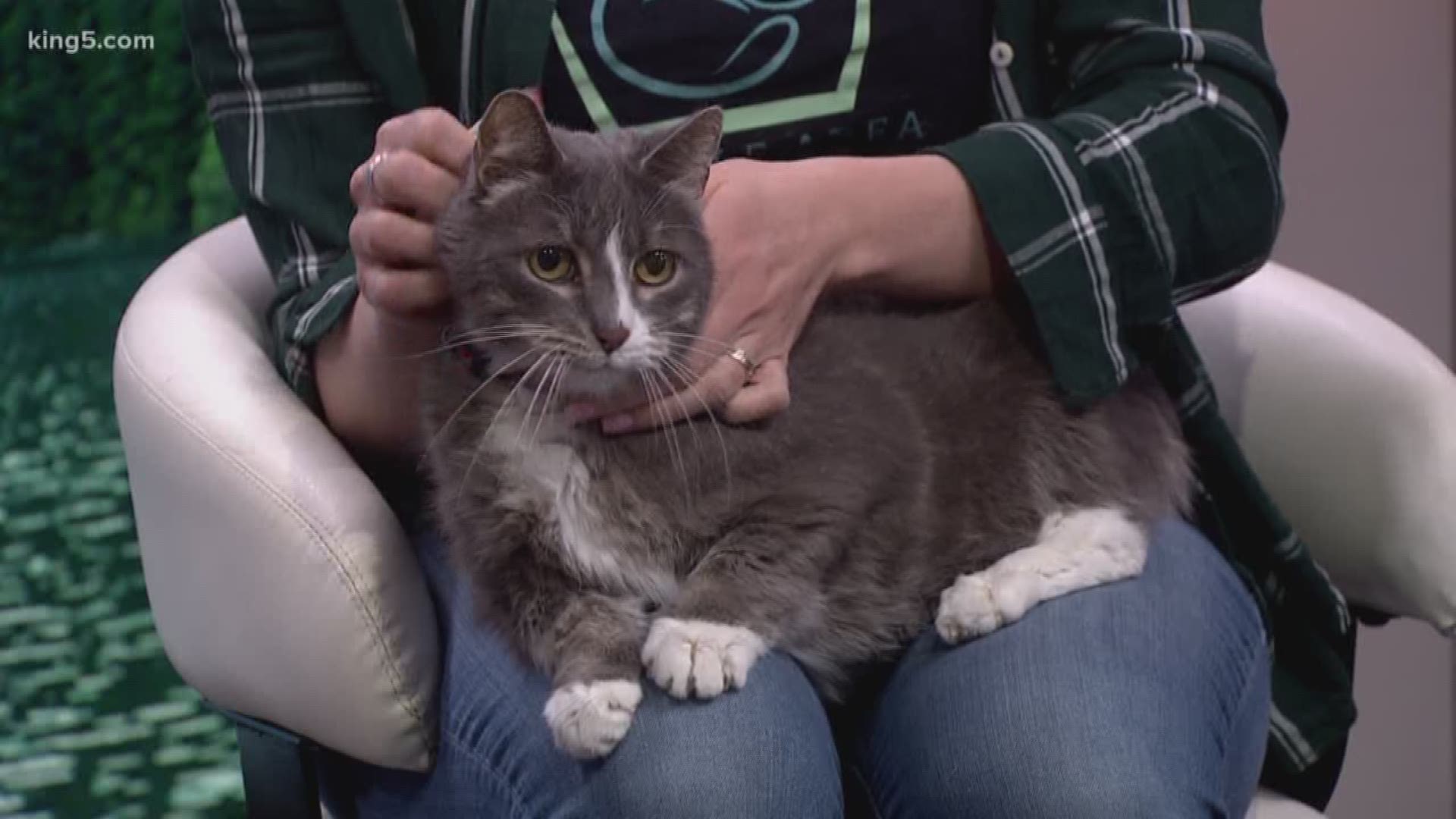 Shelley Lawson from Seattle Area Feline Rescue joins us with Lucky, who is hoping to find a home.