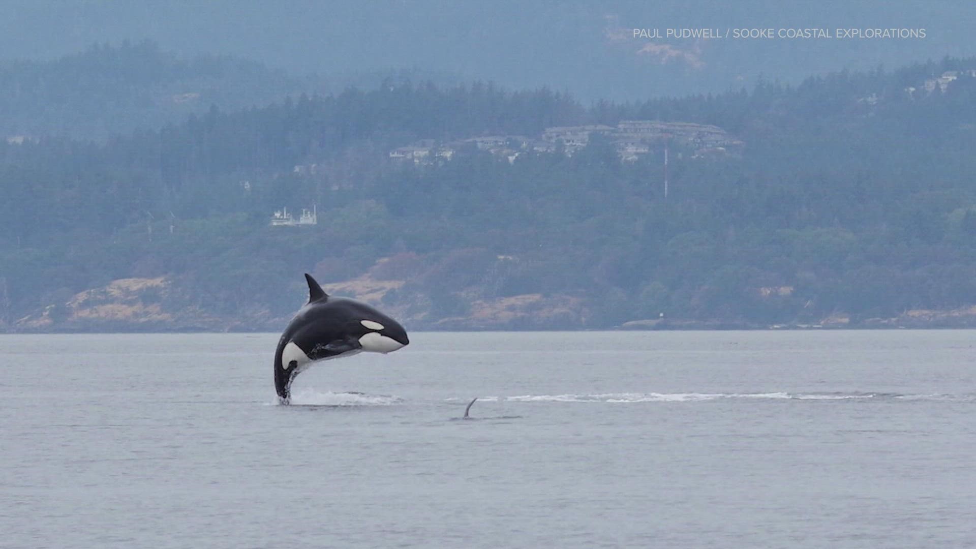 Another baby orca born to J pod — the second this month