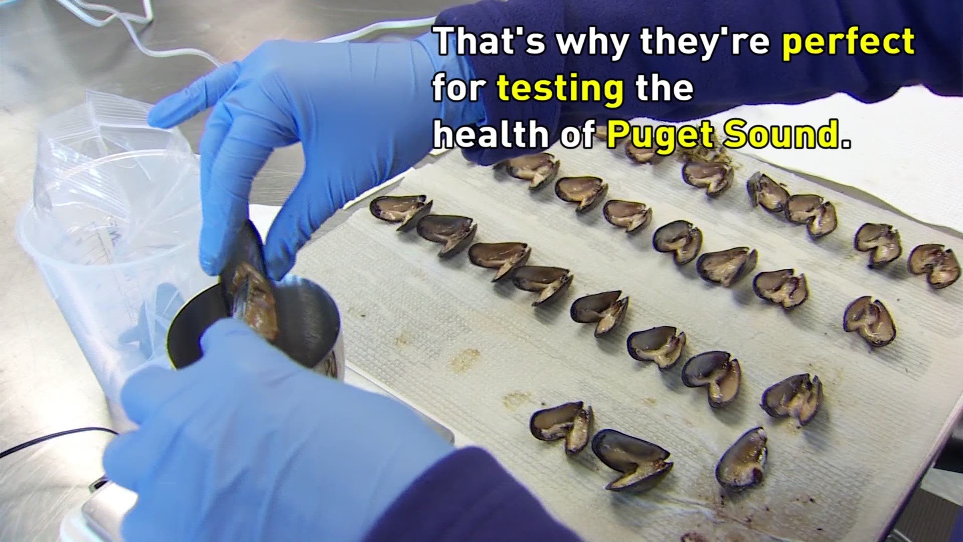 Invasive zebra mussels found on boat bound for Seattle