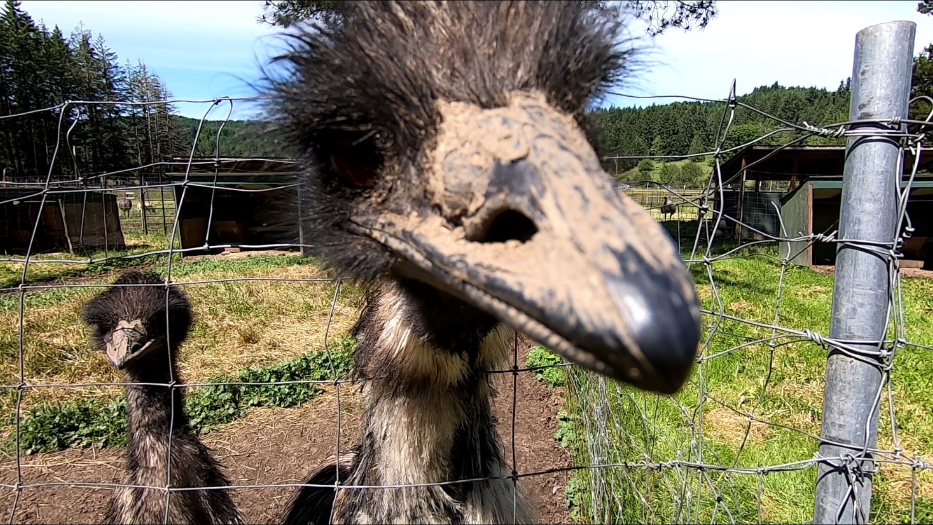 What flightless birds taught a Lewis County couple about love. #k5evening