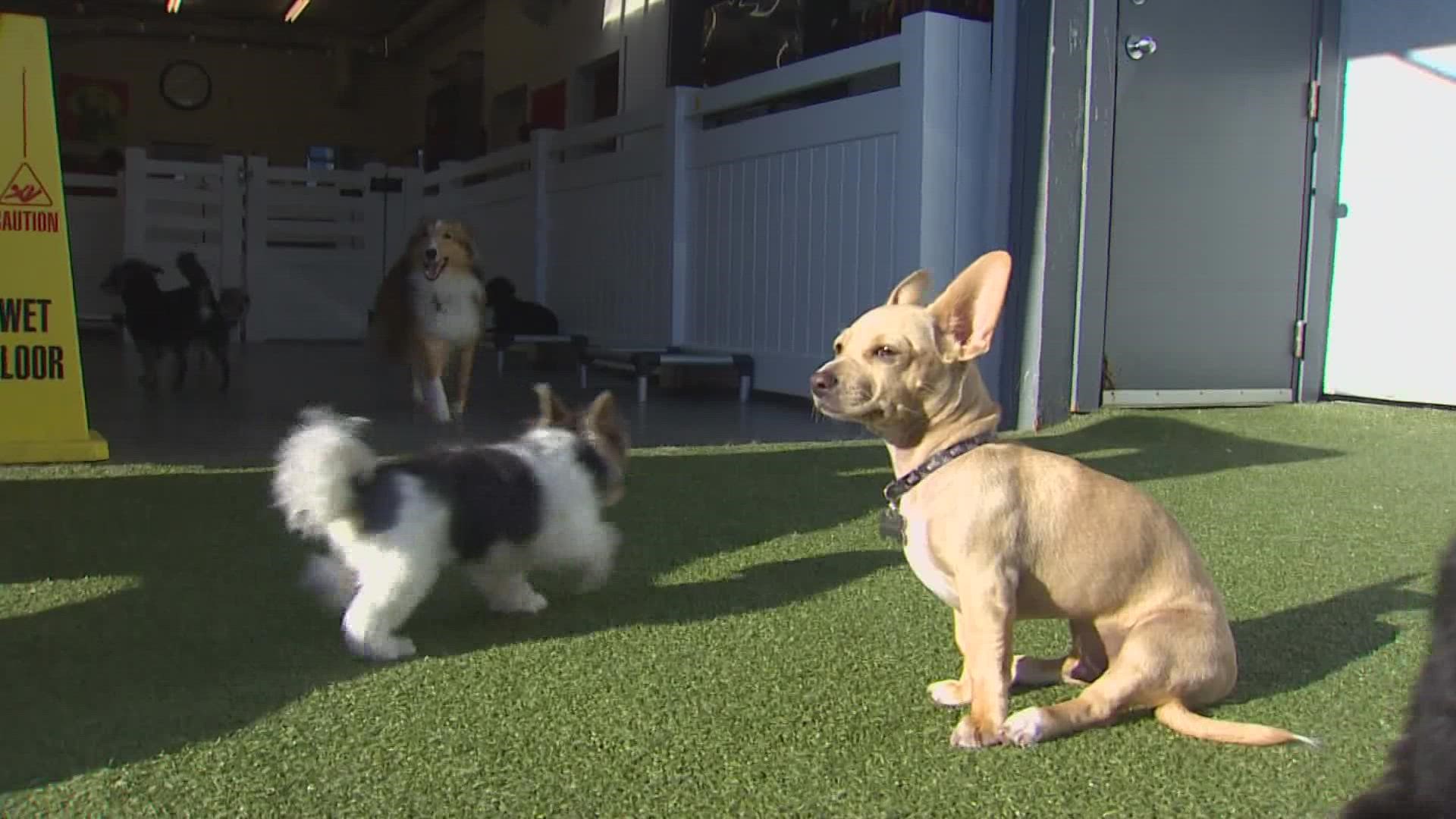 Staff shortages and increased demand due to pet owners returning to work have made finding doggie daycare appointments in western Washington a bit ruff.