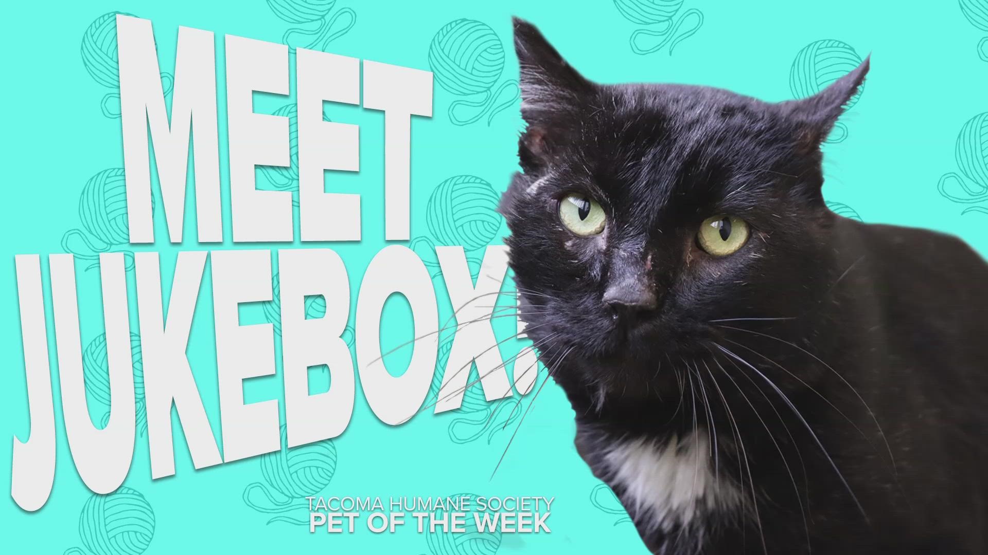 This week's featured adoptable pet of the week is Jukebox!