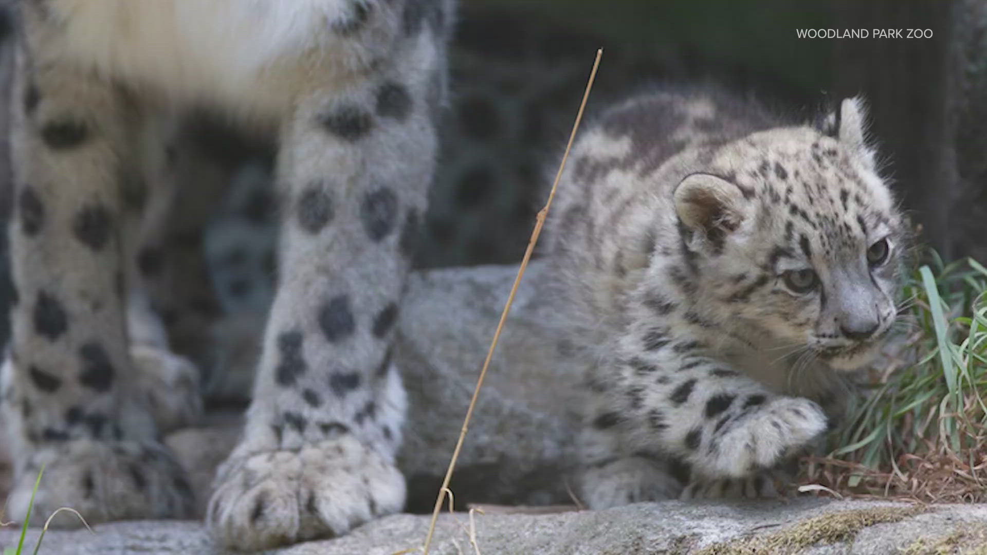 Three snow leopard cubs, born on Memorial Day, are making their public debut at Seattle's Woodland Park Zoo