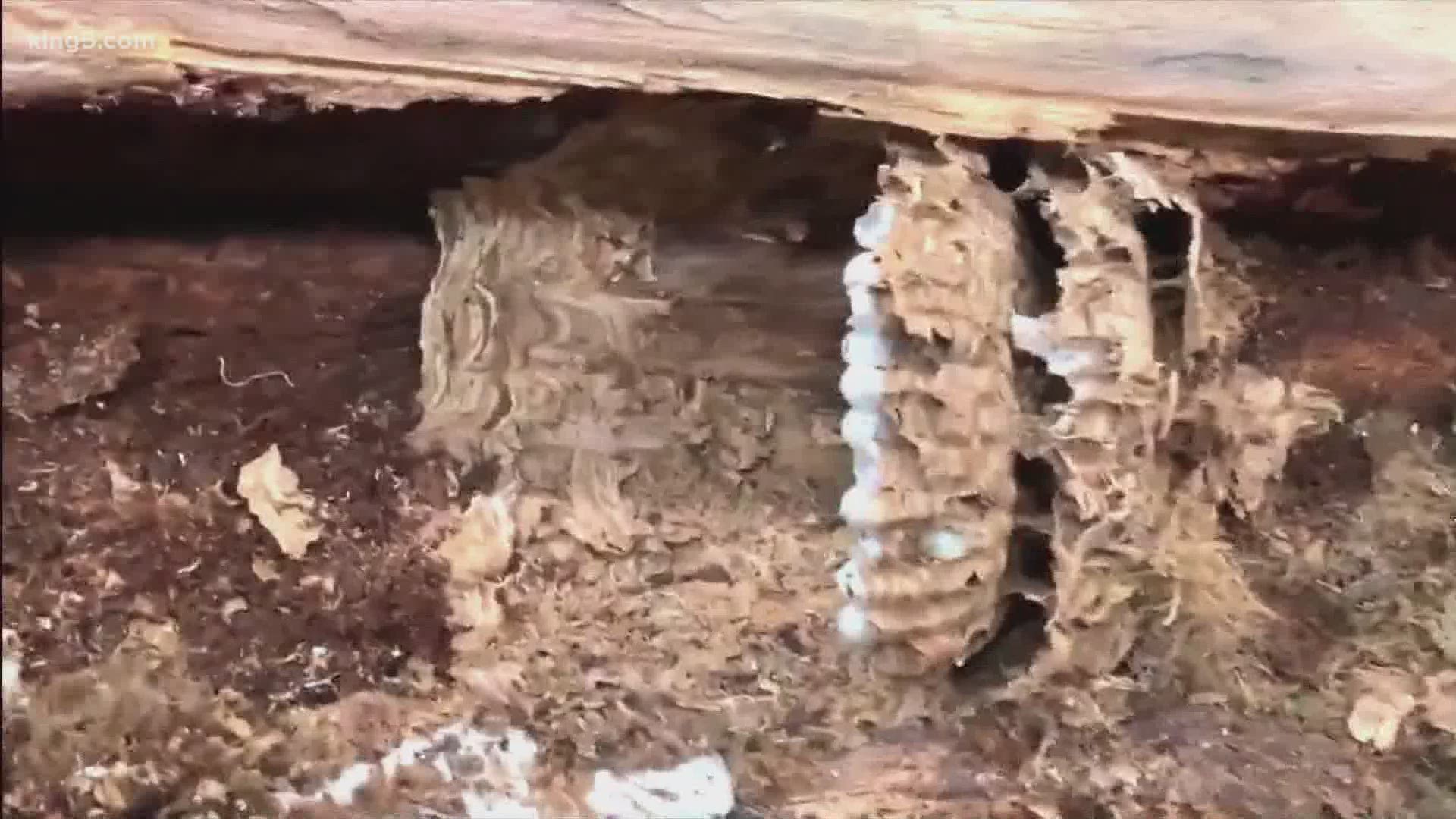 Jaime Polinder was surprised when he was told that the first Asian giant hornet nest found in the U.S. was on his property.
