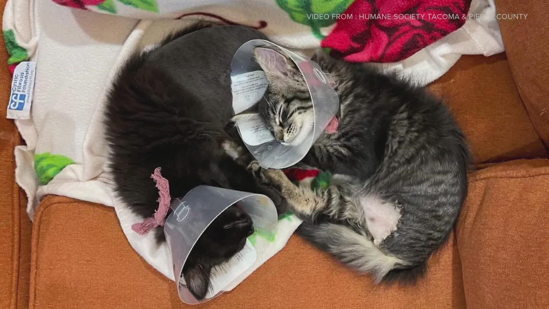 Echo and Foxtrot have found their forever home after receiving life-saving amputations.