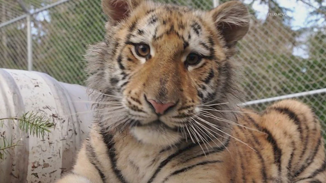 Shelton animal sanctuary says 20 giant cats are lifeless from avian flu outbreak