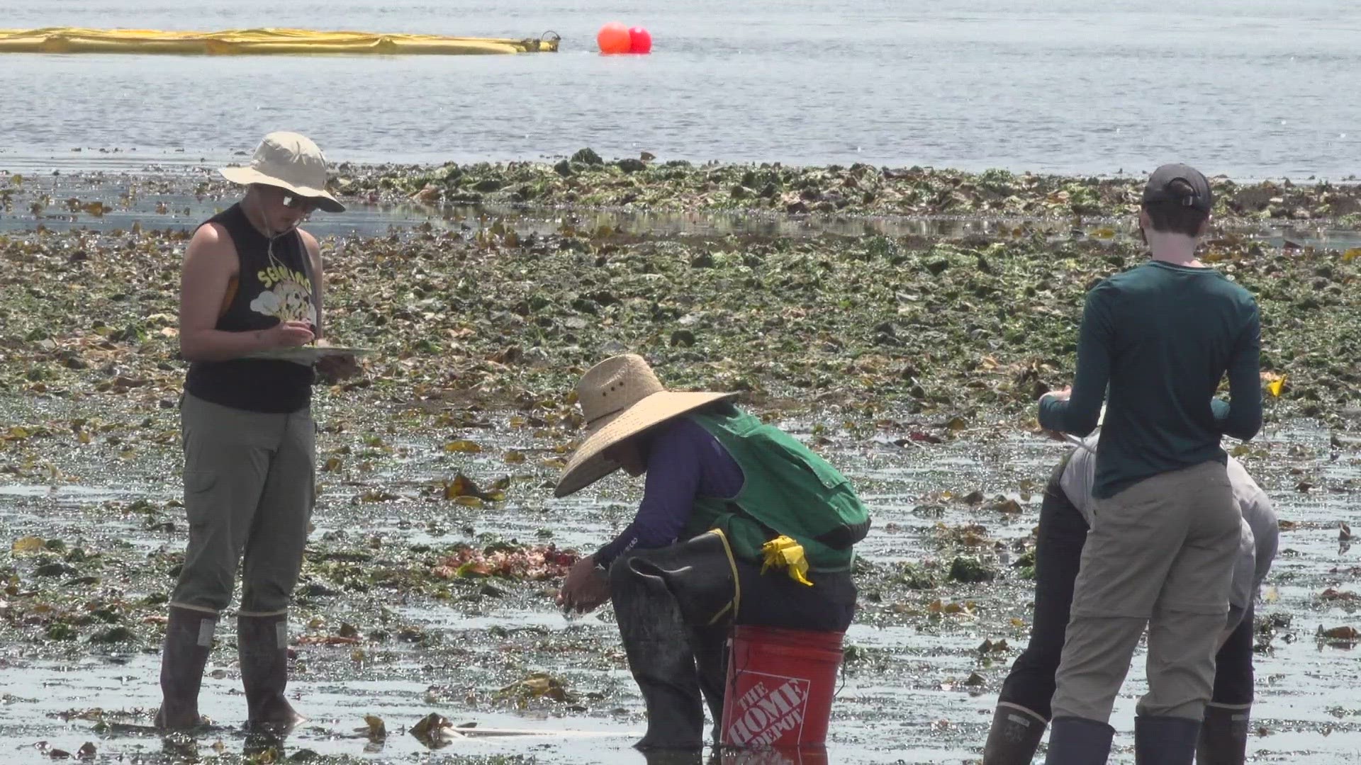The Port and its partners are doing a pilot project to see how eelgrass, kelp and oyster restoration could impact water quality and other factors.