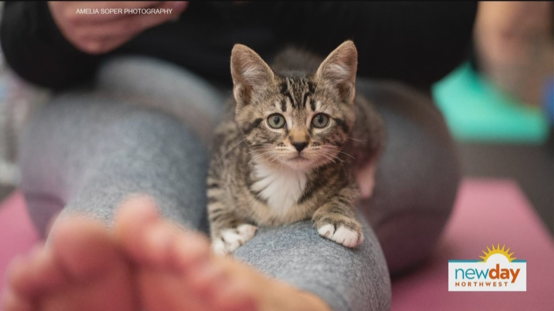 If you're an animal lover who is also looking for a new take on yoga, Homeward Pet Adoption Center in Woodinville may have just what you need.