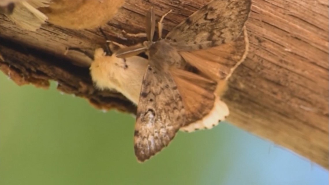 Gypsy moth sprays proposed in Kitsap