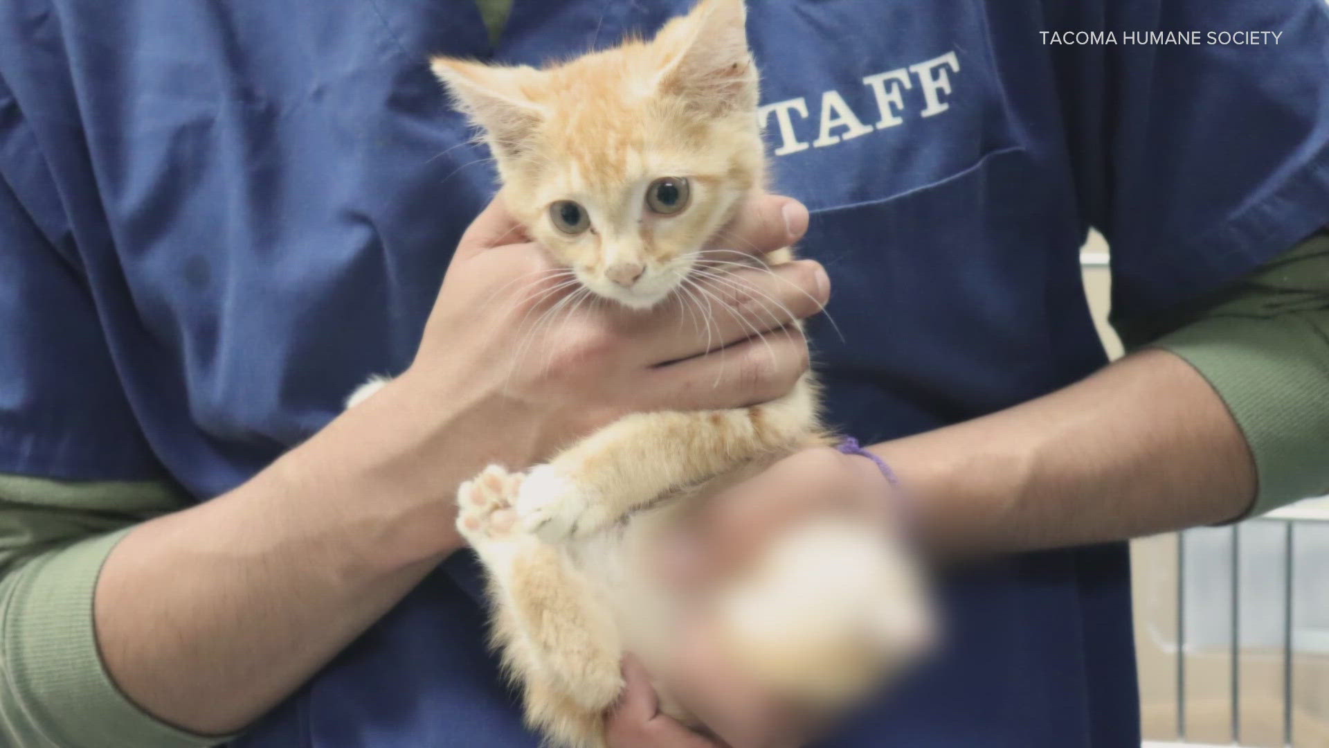 The kitten was also found with fleas, malnourished and dehydrated.