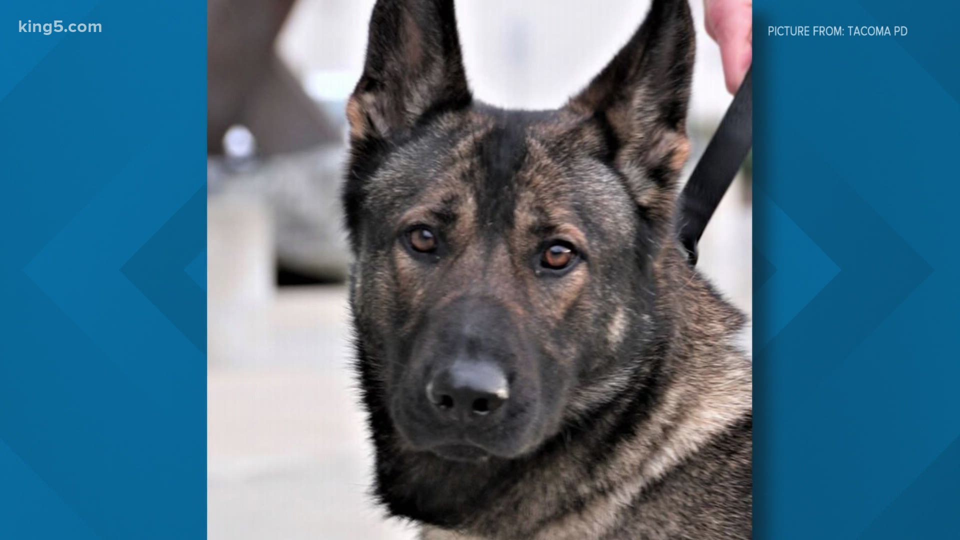 Tacoma police K9 killed in the line of duty | king5.com