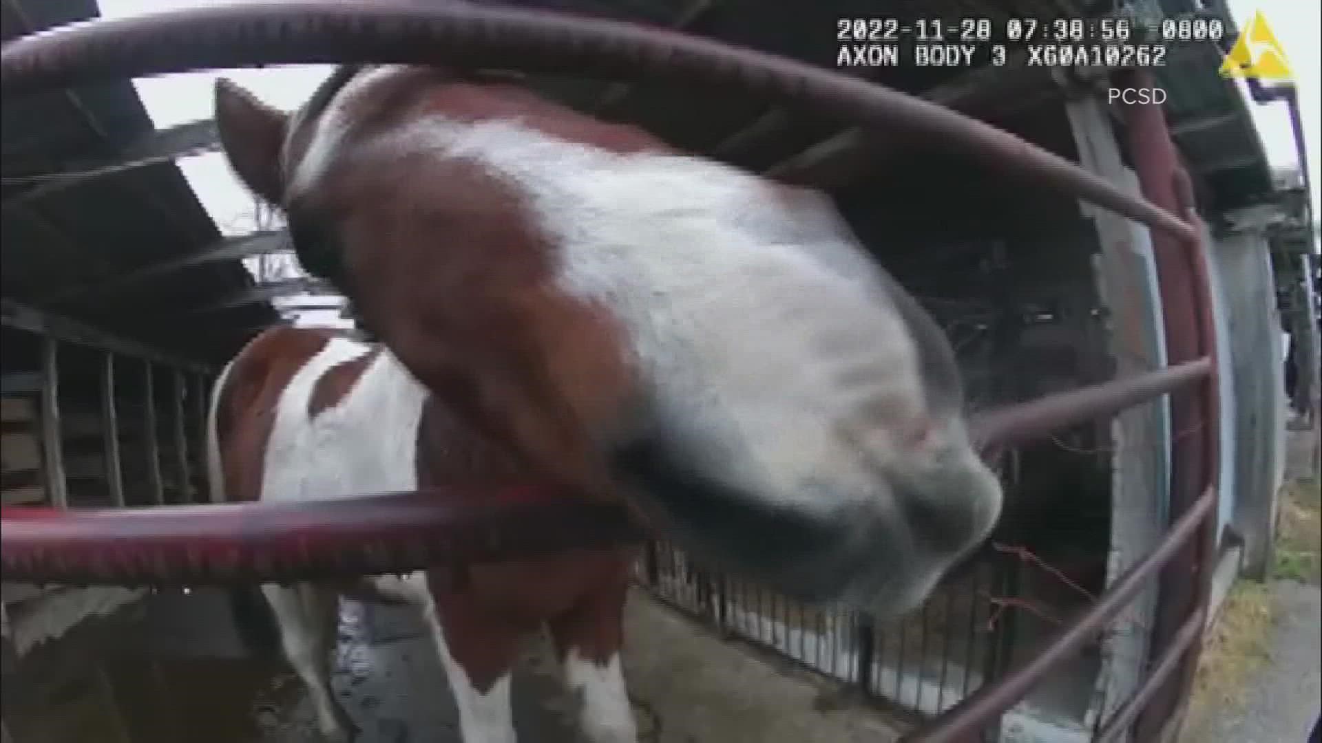 An animal cruelty investigation led to more than two dozen horses being seized.