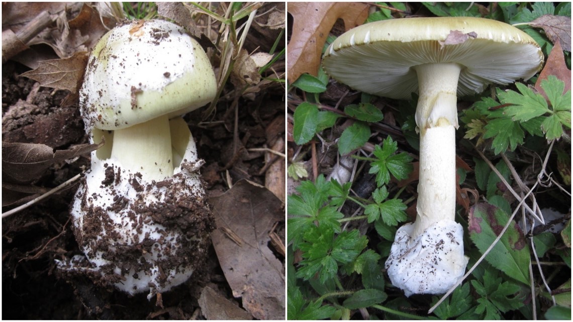 Toxic death cap mushrooms found at University of Washington