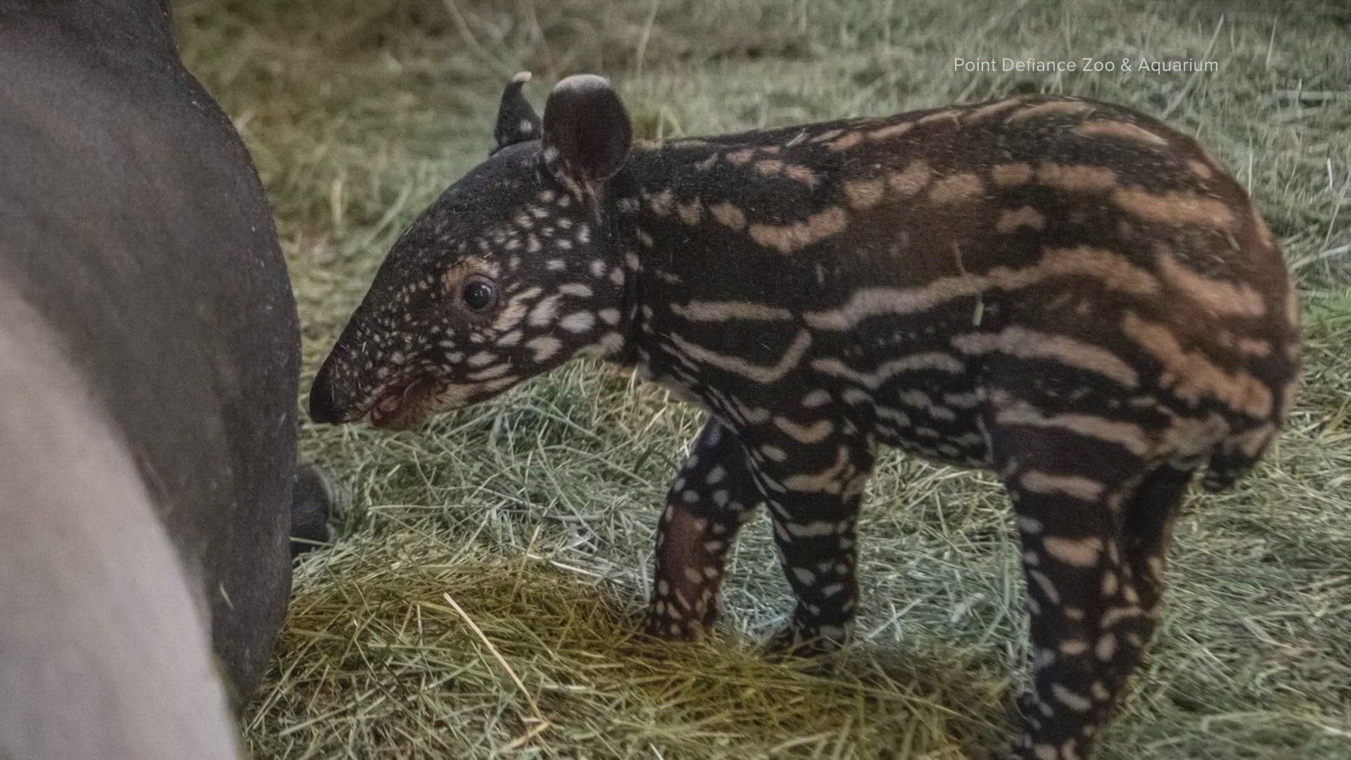 Point Defiance tapir baby's gender revealed | king5.com