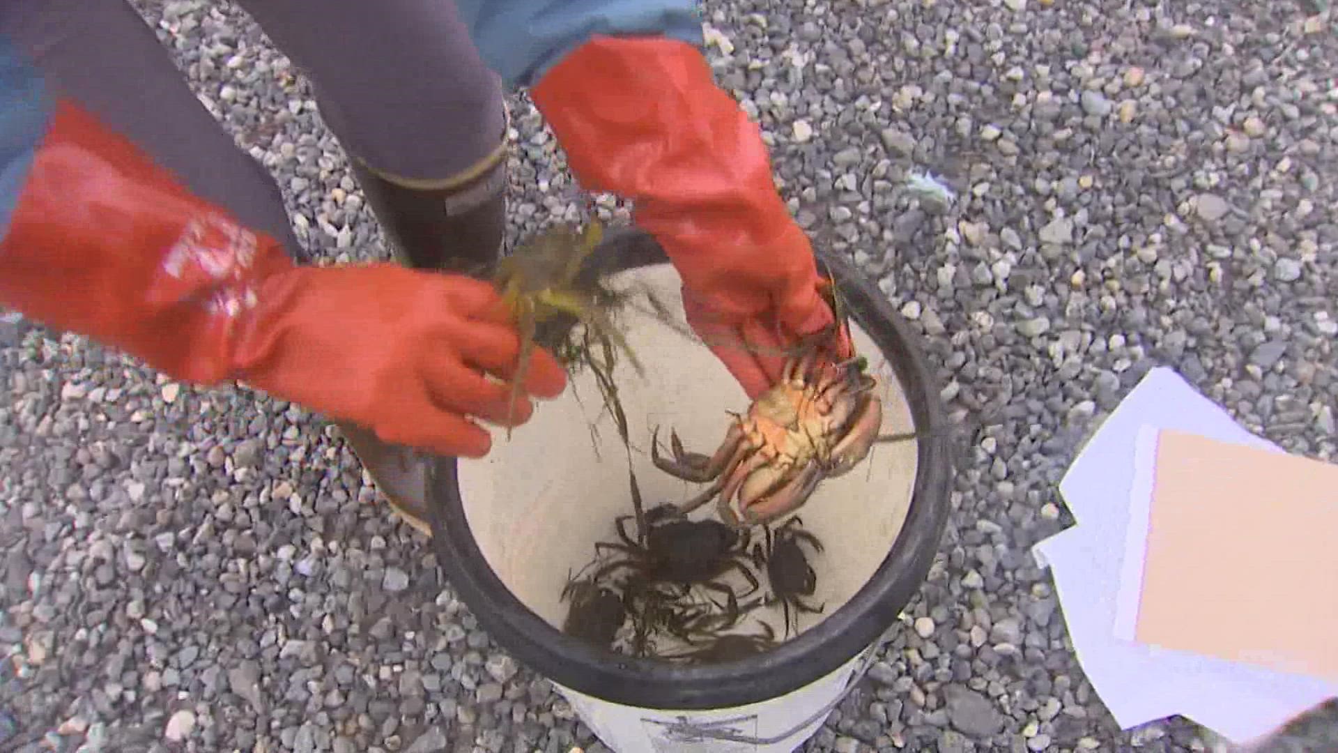 Lummi Nation Chairman William Jones Jr. said the appearance of the European green crab is a serious threat to their treaty fishing rights.