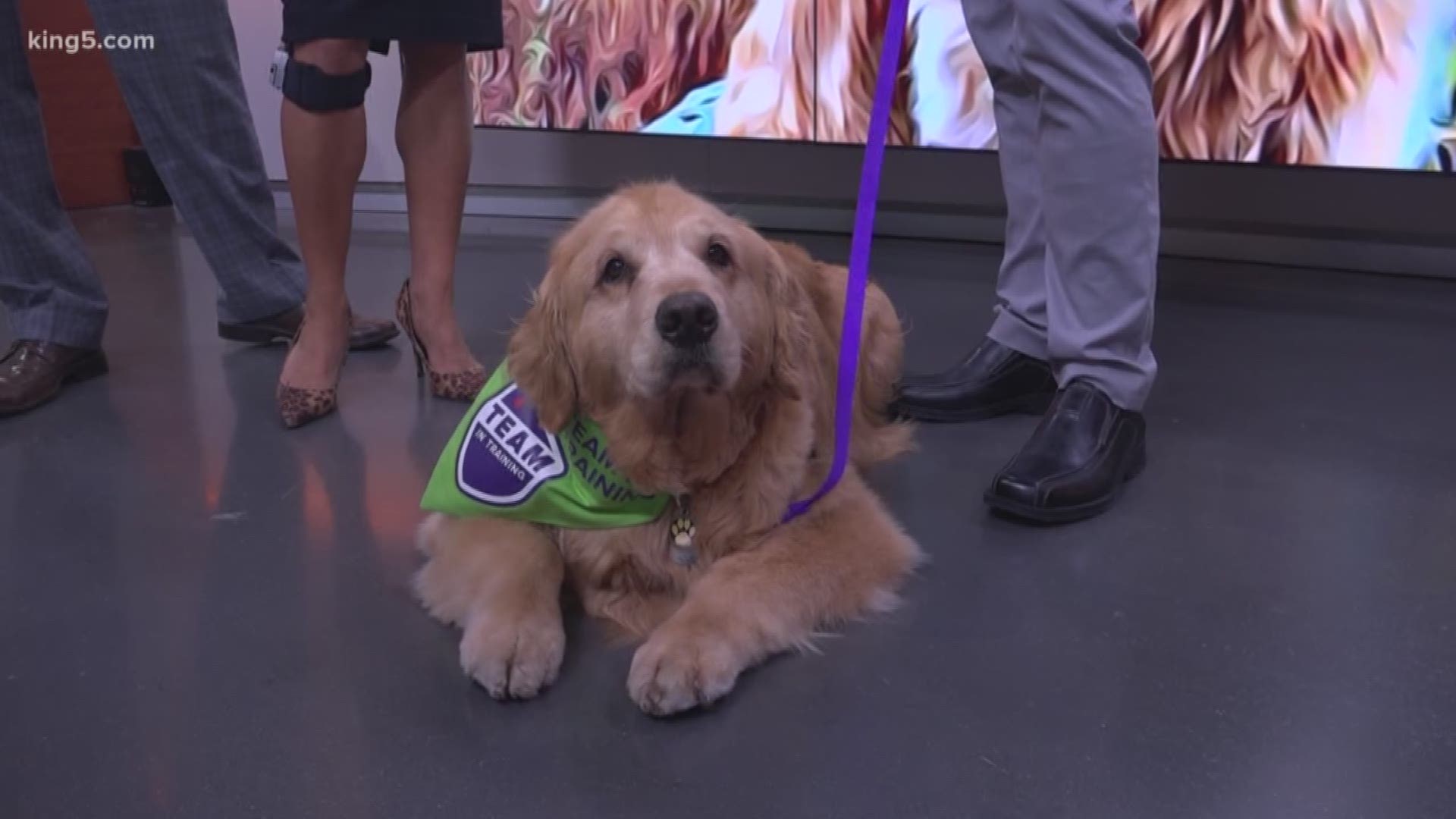 Seattle celebrity dog Dash and his human Ande are raising money to fight cancer through the Leukemia and Lymphoma Society. DonateWithDash.com