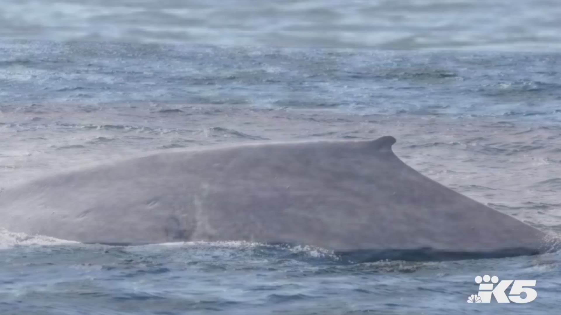 Two blue whales were spotted off the coast of Washington in late July. Photos courtesy of Cascadia Research/John Calambokidis
