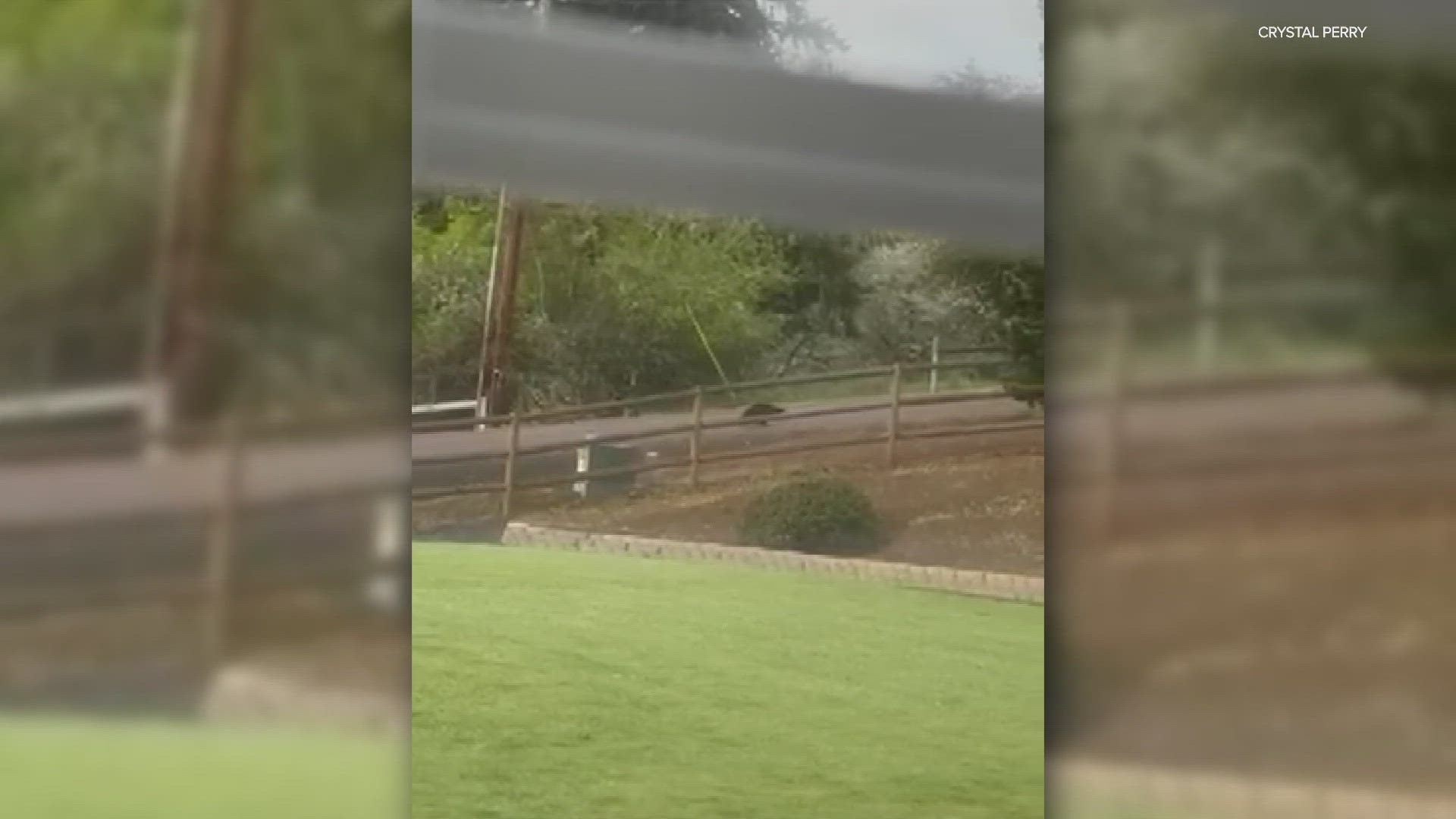 A woman spotted a rare wolverine outside her home in a rural area outside of Eugene