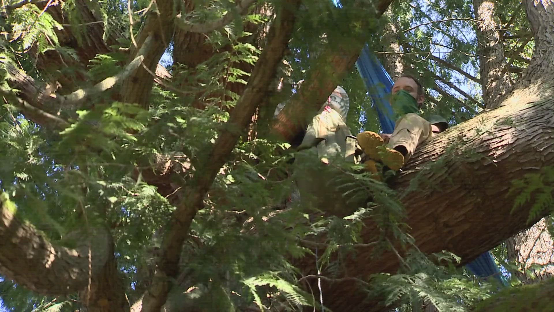 Environmental activist goes to new heights to save 80-foot tree in