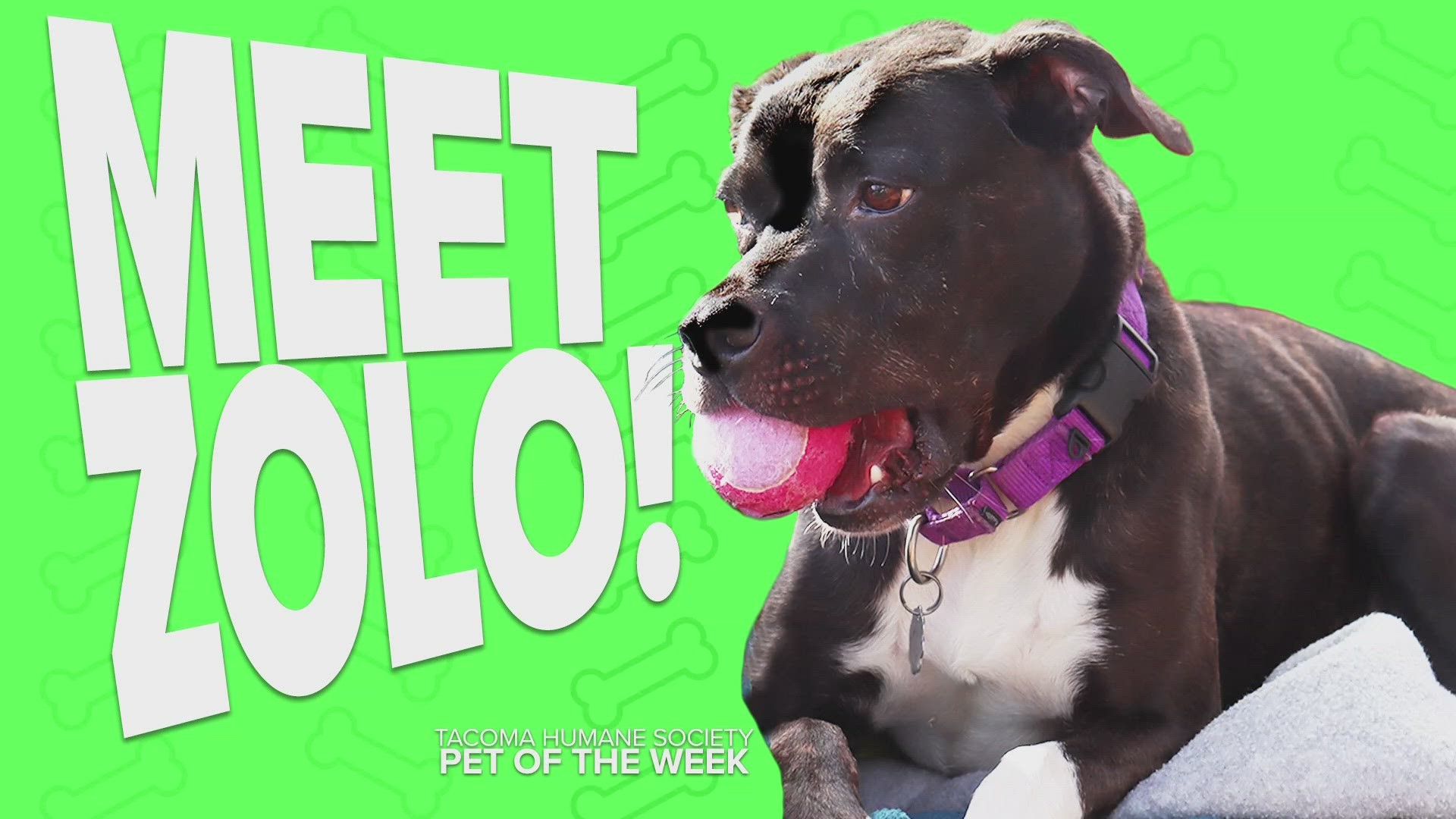 This week's featured adoptable pet of the week is Zolo!