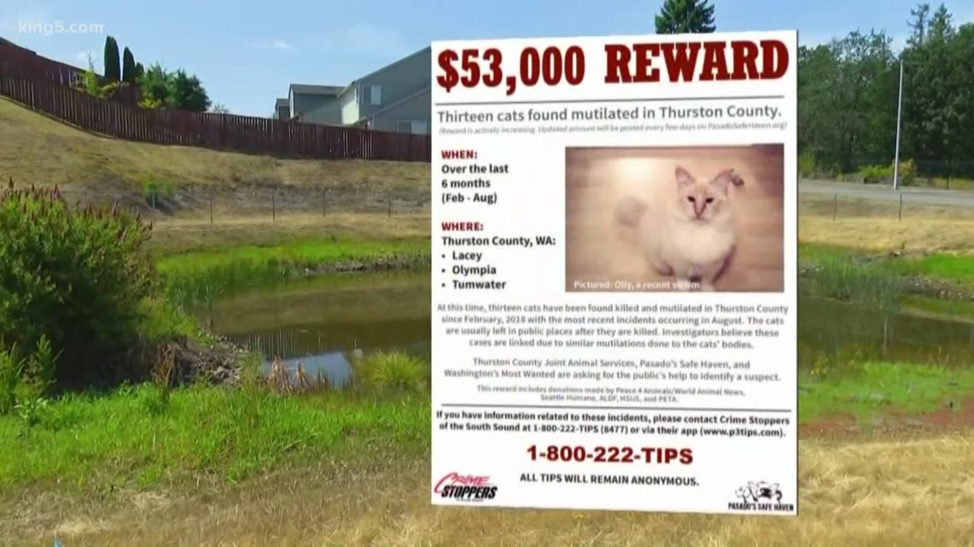 A cat was found dead in Thurston County with part of a 2018 missing cat flier attached. KING 5's Kalie Greenberg reports.