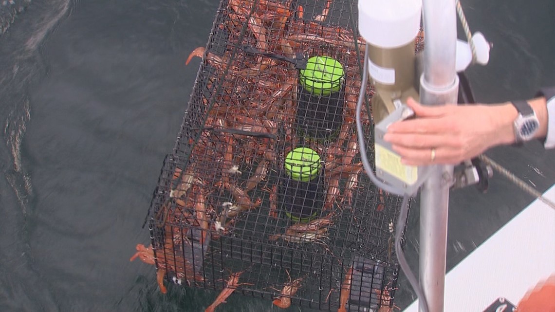 PNW Shrimp Prawn trap setup for San Juans Washington 