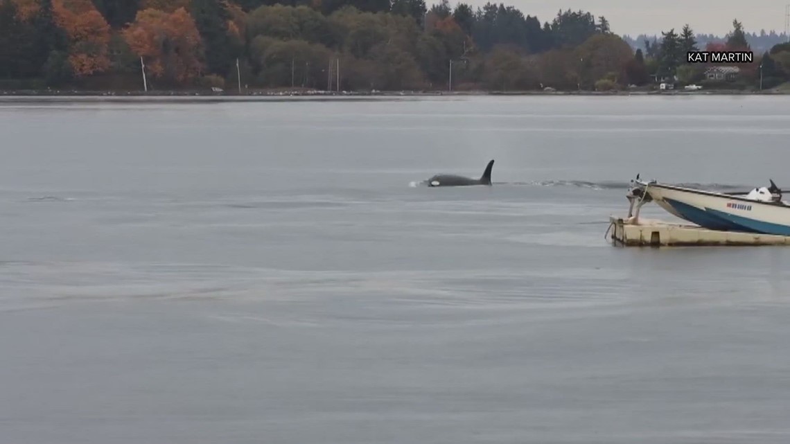 Whale expert says there has been an increase in orca sightings in Puget