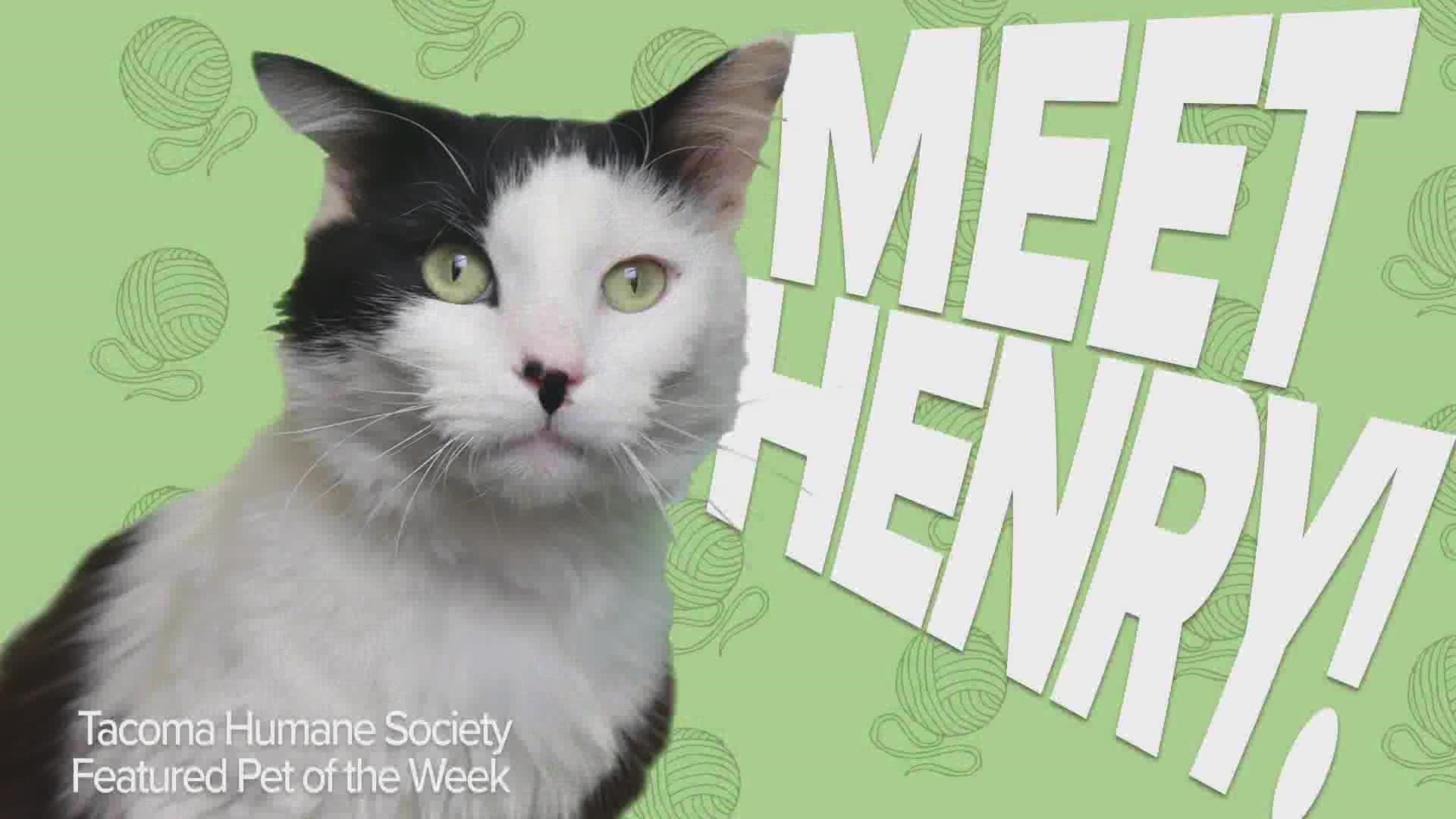 This week's featured rescue pet is Henry the cat!