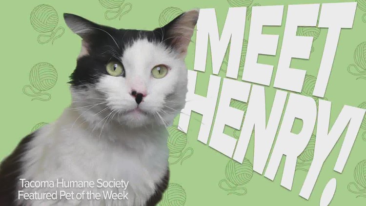 Pet Rescue of the Week: Henry