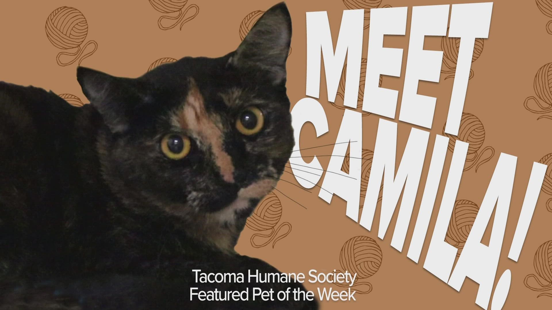 This week's featured adoptable pet is Camila!