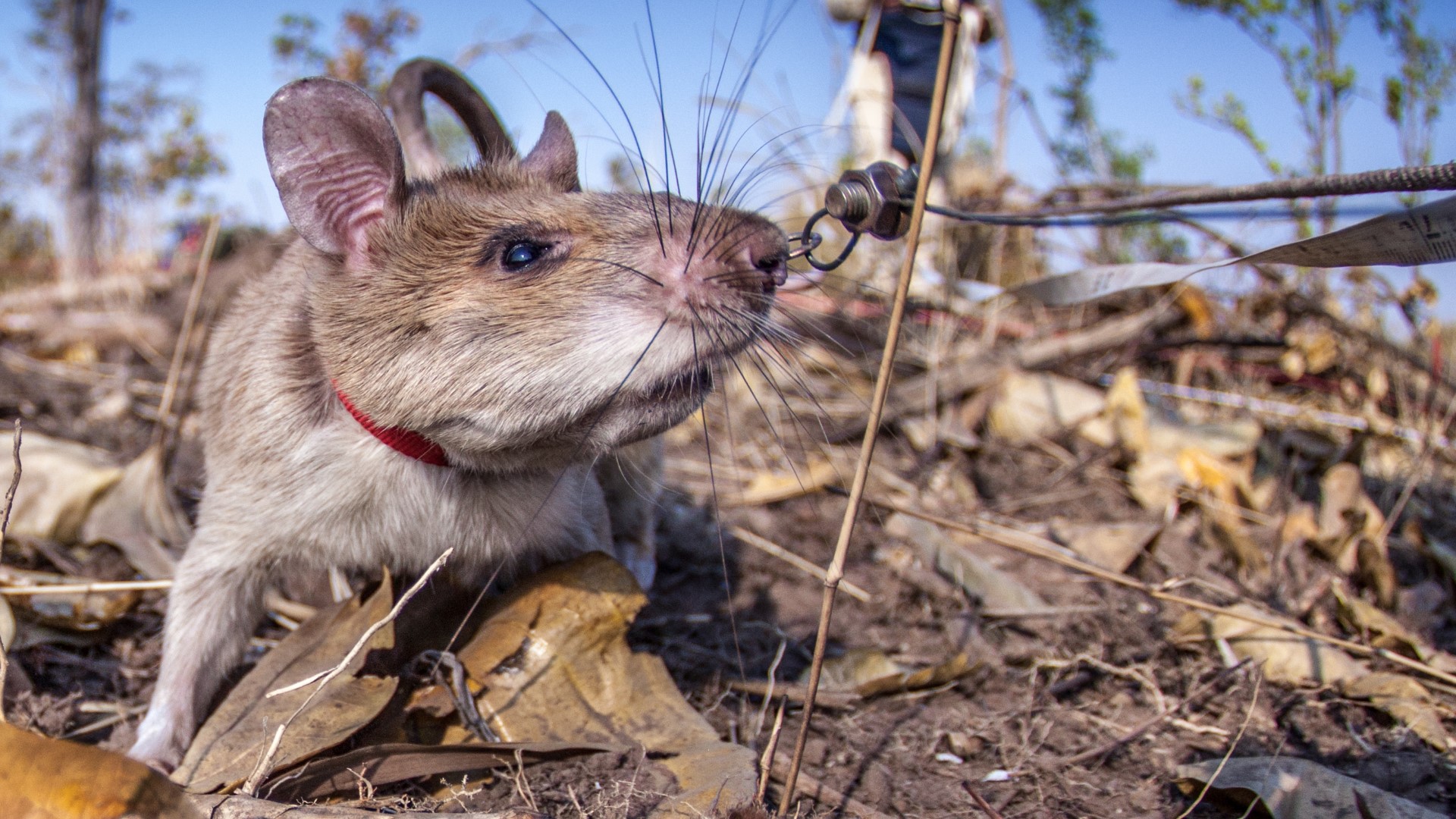 The HeroRATs at Tacoma's Point Defiance Zoo have such strong noses, they can sniff out unexploded landmines and tuberculosis.