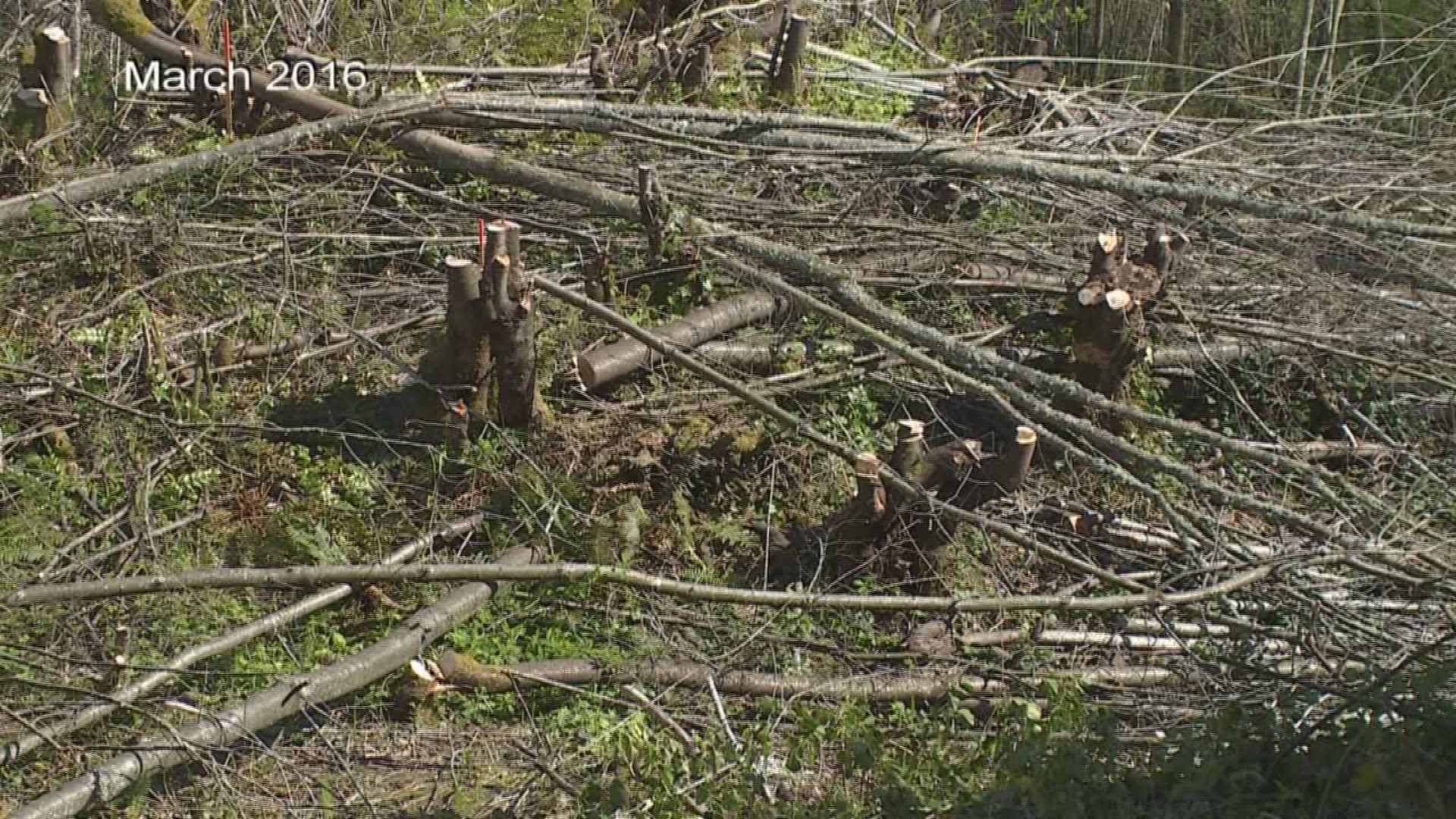 West Seattle residents who illegally cut trees for better views to pay ...