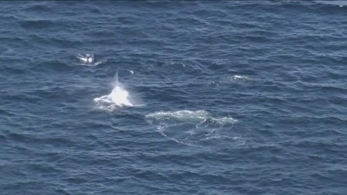 Orcas seen traveling in Puget Sound