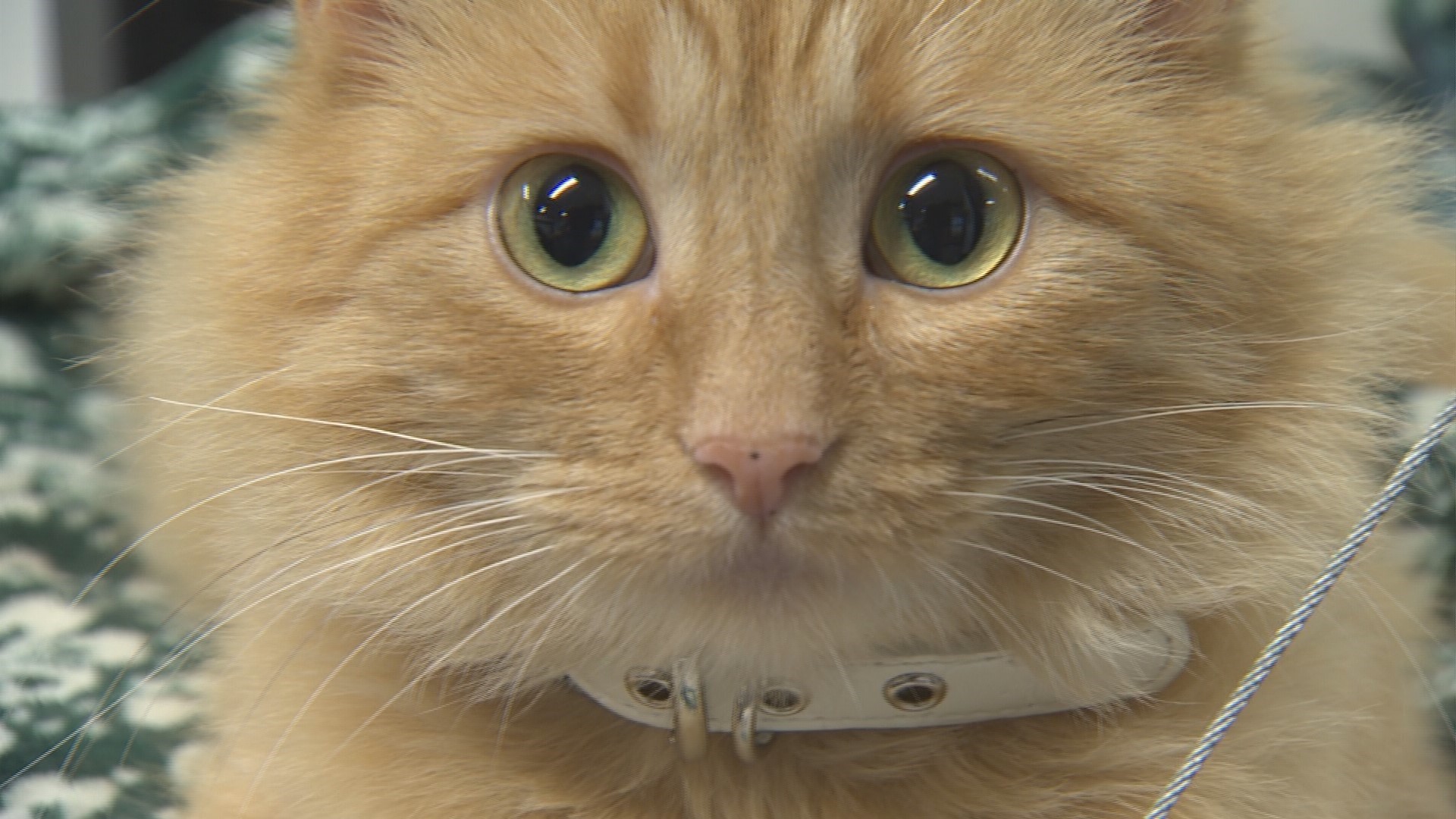 Catffeinated is adopting cats at a rate of one a day since opening