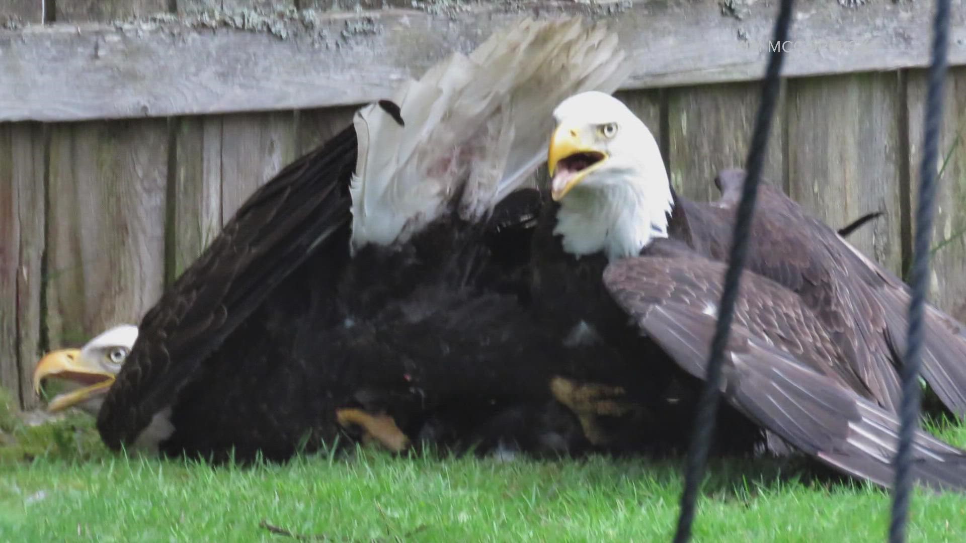 A PAWS representative said it is normal for bald eagles to be caught in a fight for anywhere from three to five hours.