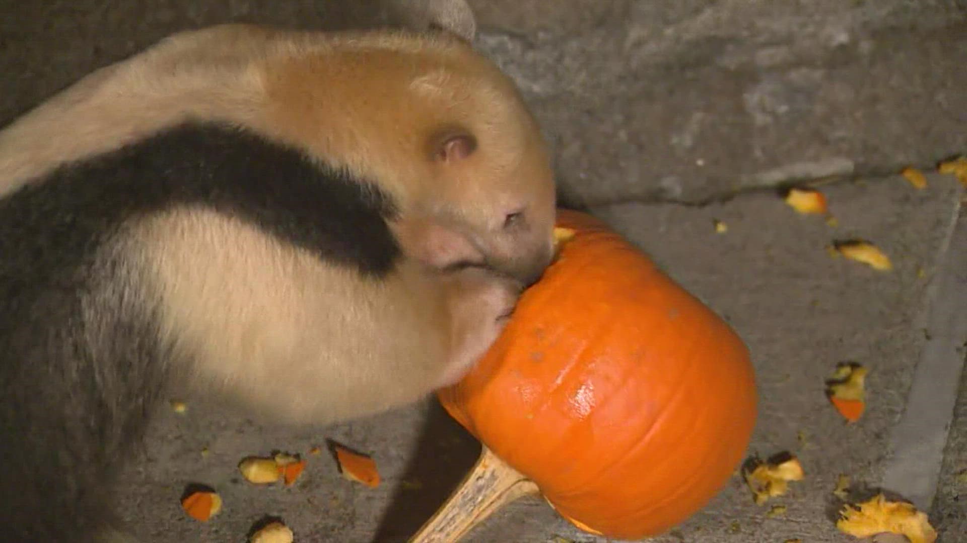 According to Point Defiance Zoo and Aquarium Biologist Sara Mattison, many zoo animals also enjoy pumpkins and it's actually good for their health.