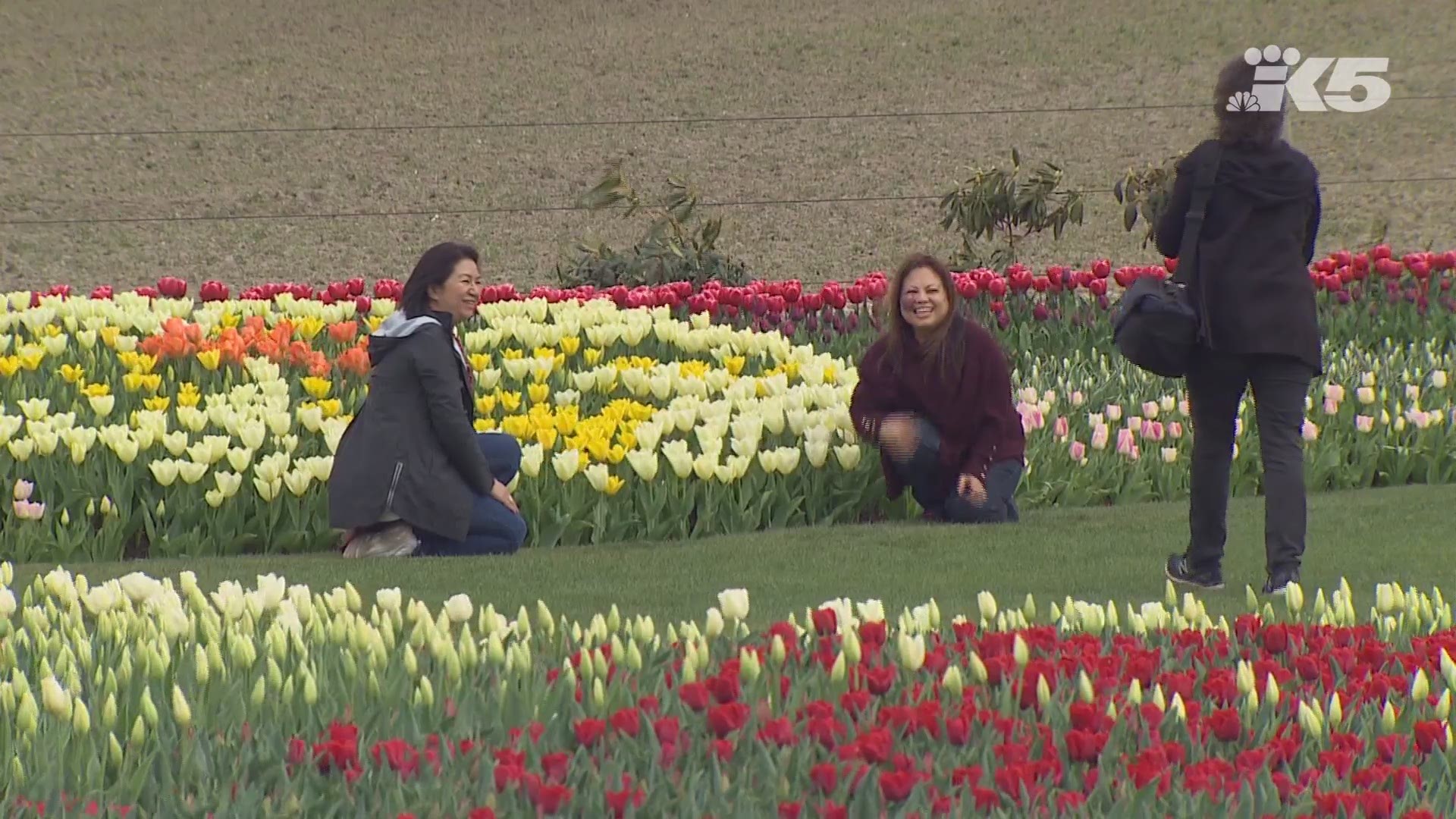 are dogs allowed at skagit tulip festival