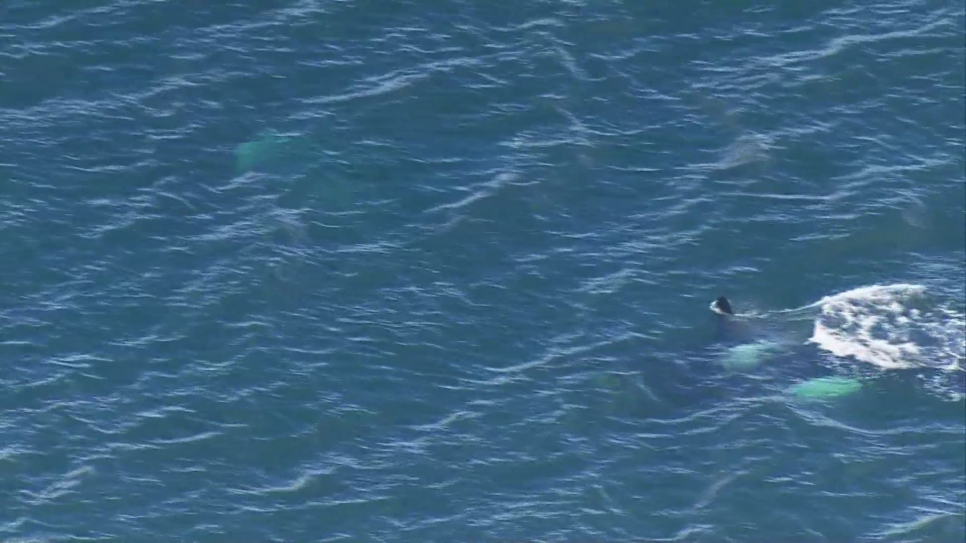 Baby orca spotted with pod near Fauntleroy ferry terminal in West Seattle on Tuesday, April 9, 2019