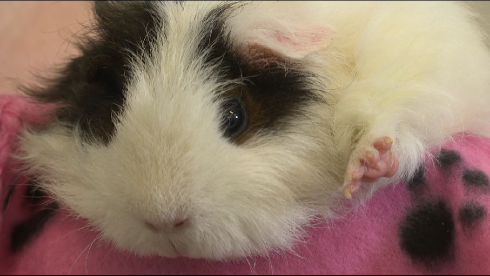 Rescue guinea pigs and hamsters find happy homes thanks to foster parents! #k5evening