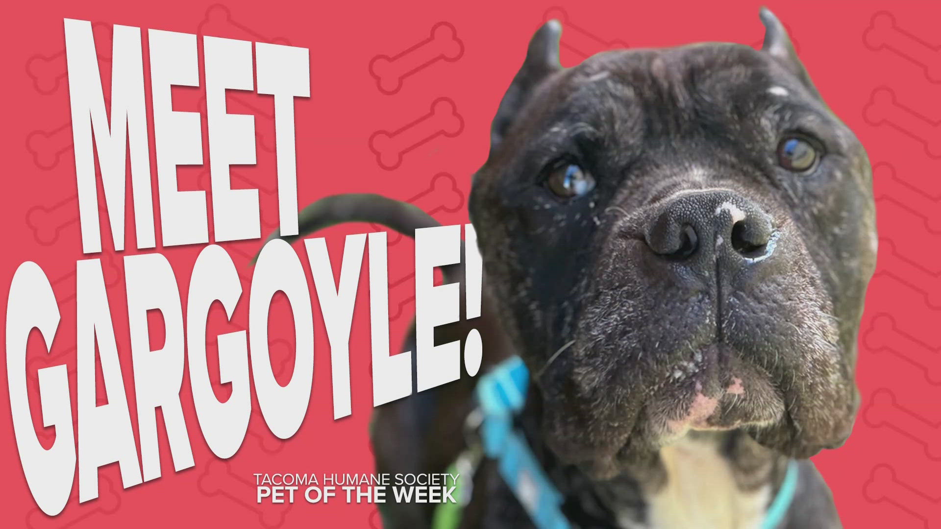 This week's featured adoptable pet is Gargoyle