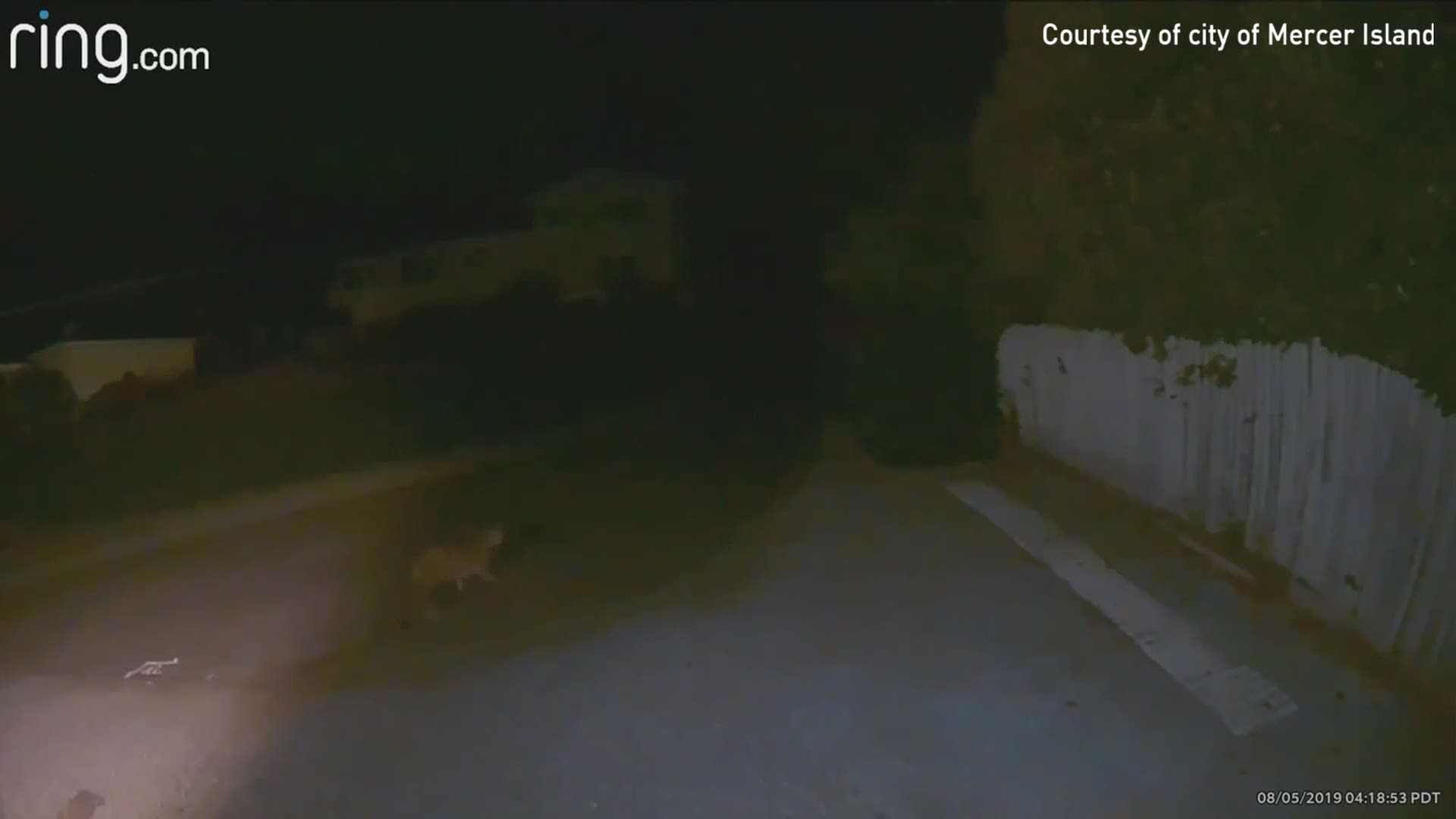 Security camera footage captured a cougar walking near Pioneer Park on Mercer Island early Monday morning.